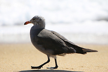 Bird at the Beach