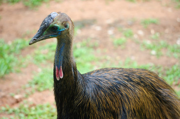 Cassowary Bird