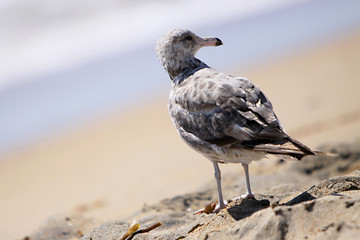 Seagull
