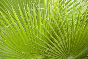 Palm leaves
