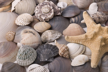 Mussils and starfish