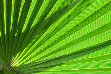 palm leaf as background