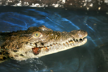 Fototapeta premium Crocodile