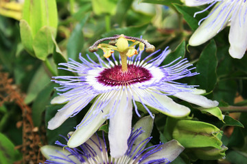 Passion flower