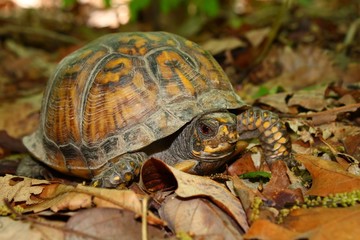 Box Turtle (Terrapene carolina) - Alabama