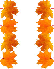 frame of autumn maple leaves
