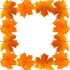 Naklejka na ściany i meble frame of autumn maple leaves