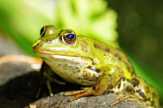 frosch #2