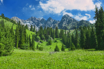 Mountain landscape in summer