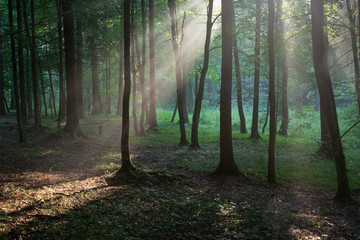 Sunbeam entering rich deciduous forest in misty evening