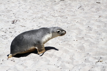 Australian Sea Lion at Kangaroo Island. Australia
