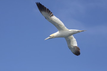 fou de bassan en vol sept iles