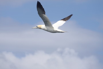 fou de bassan en vol sept iles