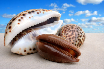 Porzellanschnecken