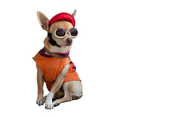 Cool chihuahua with cap and sunglasses