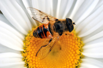 L'abeille butineuse