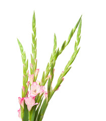 pink gladiolus isolated on white; diagonal arrangement;