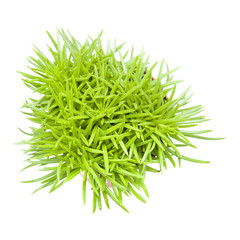 small succulent bush senecio plant