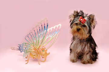 yorkshire terrier and dragonfly