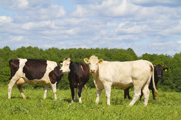 Fototapeta na wymiar krowy na łące