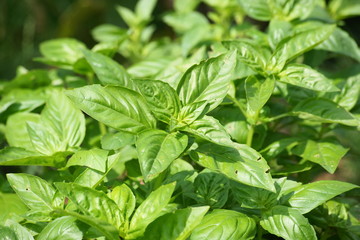 Grünes Basilikum