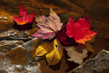 Fall leaves floating down stream