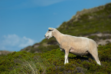 Blökendes Schaf auf Sylt