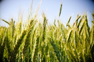 Obraz premium Green wheat field