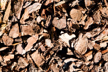 pieces of the bark of a tree