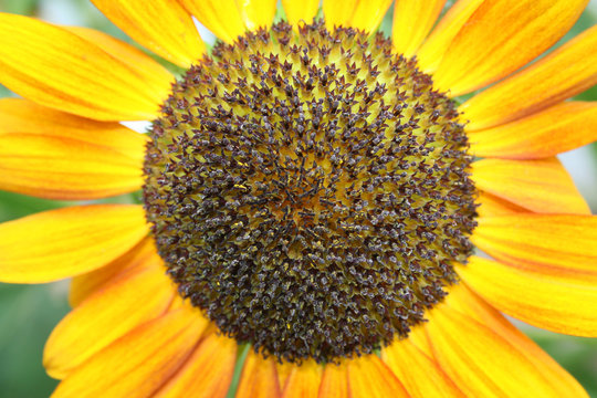 Closeup of beautiful yellow Sunflower petals
