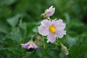 Kartoffelblüte