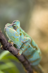 yemen chameleon soft