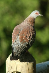 South Africa