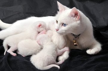 Fototapeta na wymiar White cat and kittens on black background.