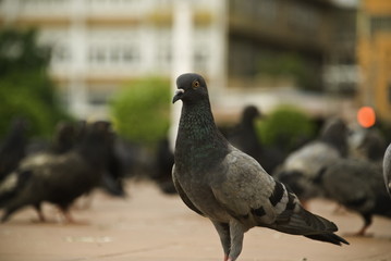 bird in the city