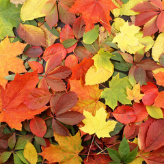 Naklejka na ściany i meble A colorful mix of fallen autumn leaves