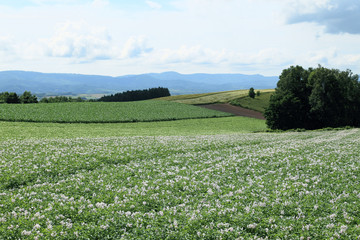 ジャガイモ畑