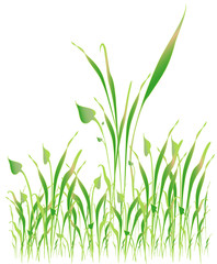 Green grass, object white isolated, vector