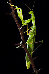 Green mantis sitting on thorny sprig