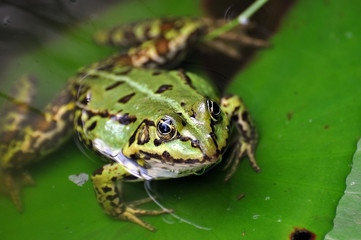 Wasserfrosch