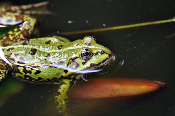 Wasserfrosch