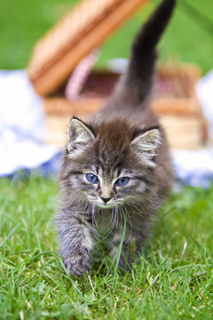 Katzenbaby
