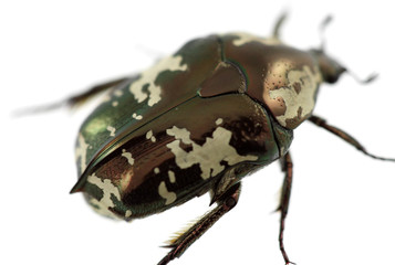 protaetia aurichalcea, fond blanc