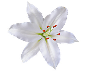 Naklejka na ściany i meble beautiful lily isolated on white background
