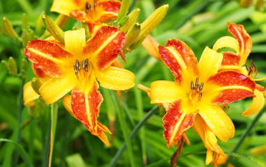 Farbige Blüten & Regentropfen - Flowers & Raindrops