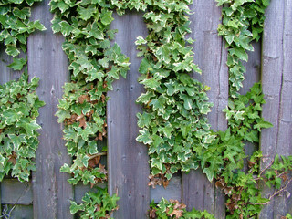 Ivy Fence