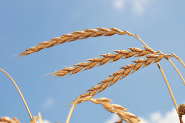 Ähren, Himmel