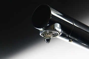 Grifo