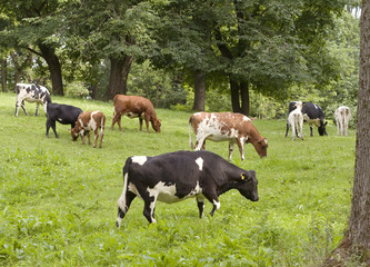 Cow in the forest