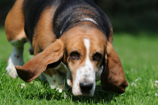 Beaglekopf